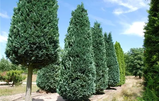 Chamaecyparis laws.'Columnaris'