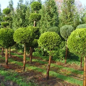 Chamaecyparis laws.'Golden Wonder' Chamaecyparis laws.'Golden Wonder'