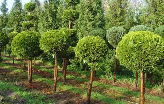 Chamaecyparis laws.'Golden Wonder'