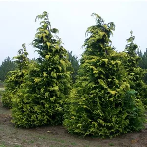 Chamaecyparis laws.'Ivonne' Chamaecyparis laws.'Ivonne'