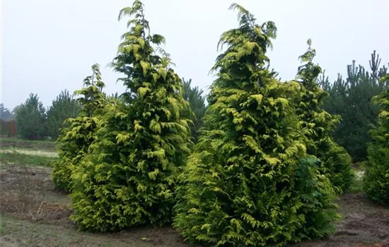 Chamaecyparis laws.'Ivonne'