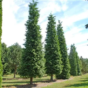 Chamaecyparis laws.'Kelleriis Gold' Chamaecyparis laws.'Kelleriis Gold'