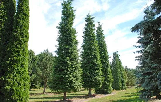 Chamaecyparis laws.'Kelleriis Gold'