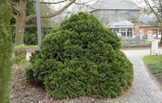 Chamaecyparis laws.'Minima Glauca'