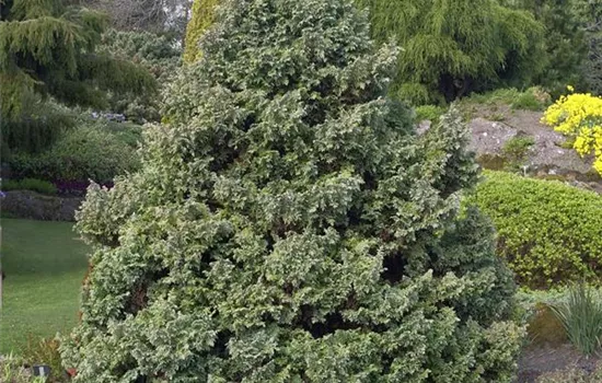 Chamaecyparis pis. 'Boulevard'