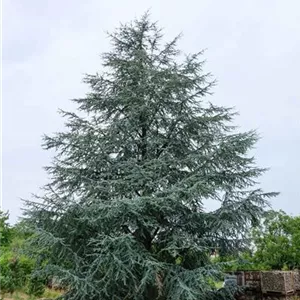 Cedrus atlantica 'Glauca' Cedrus atlantica 'Glauca'