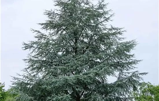 Cedrus atlantica 'Glauca'