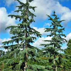 Cedrus deodara Cedrus deodara