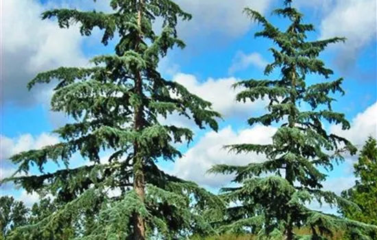 Cedrus deodara