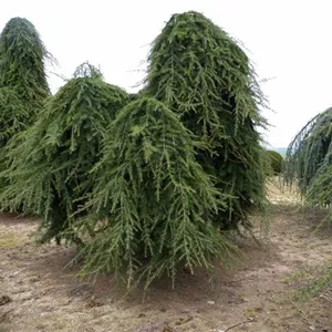 Cedrus deodara 'Pendula' Cedrus deodara 'Pendula'