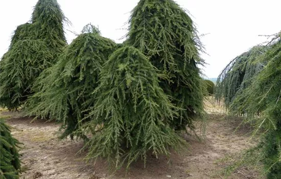 Cedrus deodara 'Pendula'