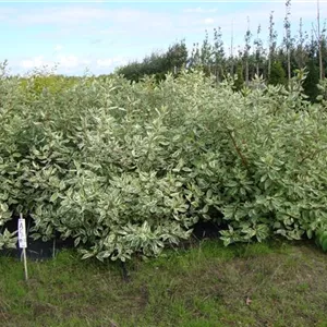 Cornus alba 'Elegantissima' Cornus alba 'Elegantissima'