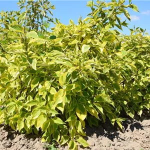 Cornus alba 'Spaethii' Cornus alba 'Spaethii'