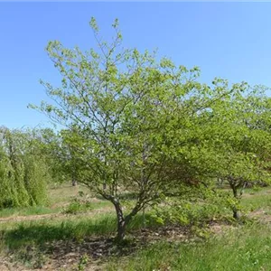 Cornus alternifolia