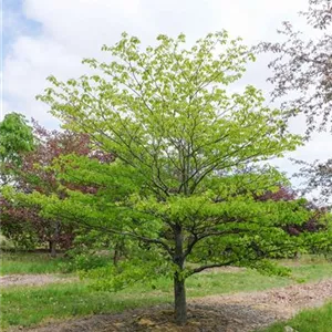 Cornus controversa