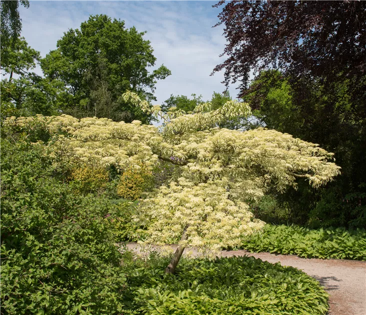 Cornus controversa 'Variegata'