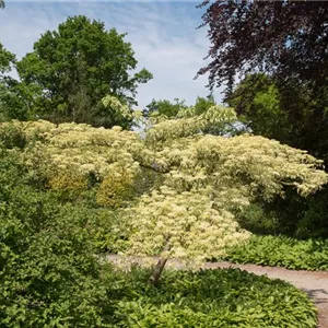 Cornus controversa 'Variegata'