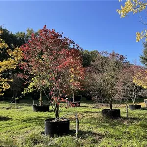 Cornus florida 'Rubra'