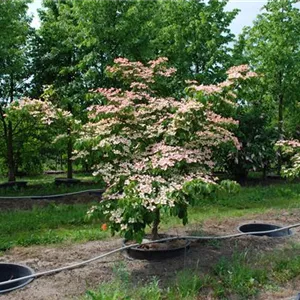 Cornus kousa 'Satomi'