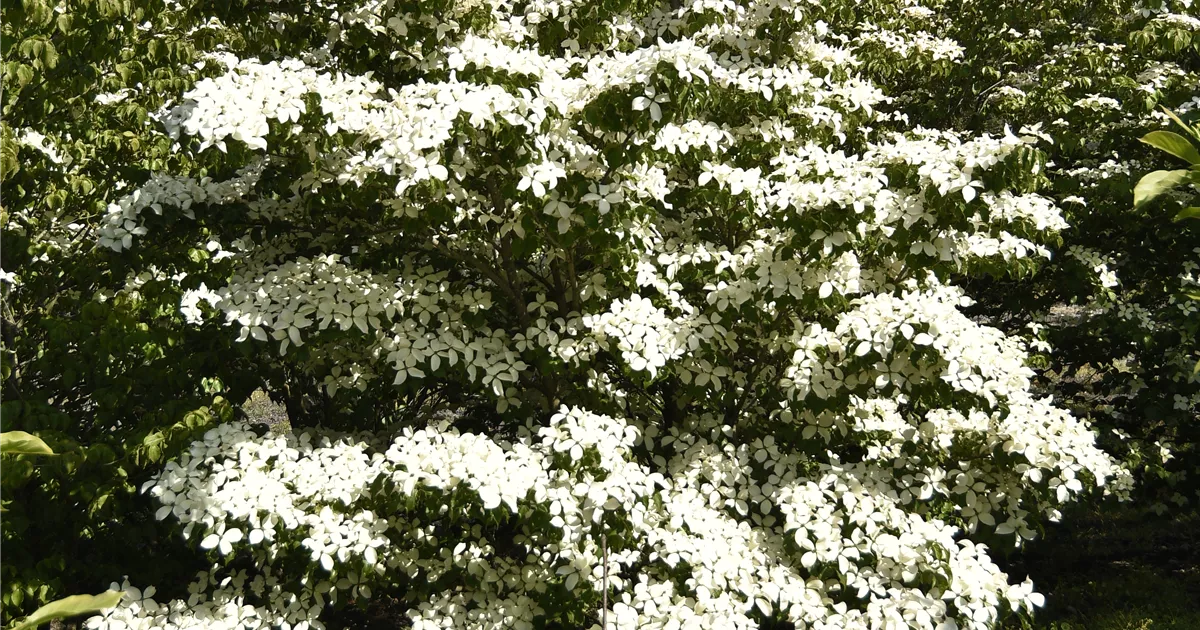 Cornus kousa 'Venus' -R-