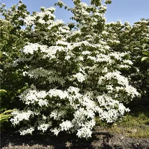 Cornus kousa 'Venus' -R-