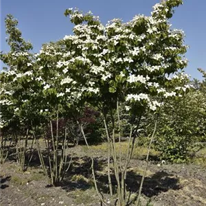Cornus kousa chinensis