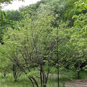 Cornus kousa chinensis 'China Girl'