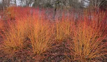 Roter Hartriegel 'Midwinter Fire' Roter Hartriegel 'Midwinter Fire'