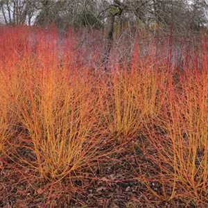 Cornus sanguinea 'Midwinter Fire' Cornus sanguinea 'Midwinter Fire'