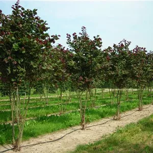 Corylus av.'Rotblättrige Zellernuss'
