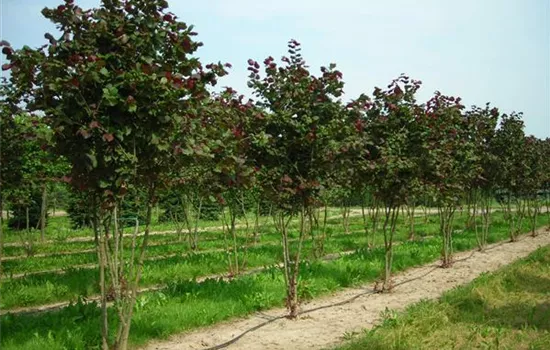 Corylus avellana 'Rotblättrige Zellernuss' Corylus avellana 'Rotblättrige Zellernuss'
