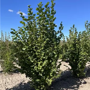 Corylus avellana 'Webbs Preisnuss'