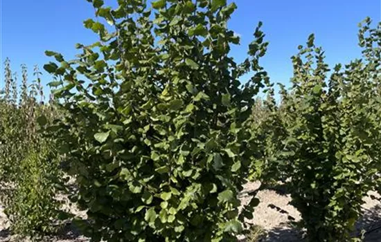 Corylus avellana 'Webbs Preisnuss'