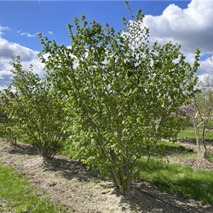 Corylus avellana 'Hallesche Riesennuss'