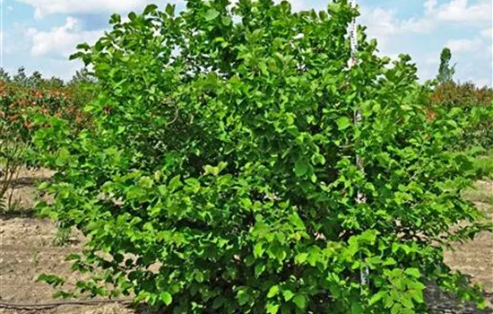 Corylus avellana Corylus avellana