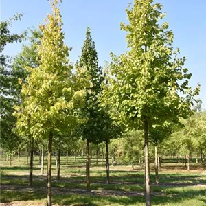 Corylus colurna Corylus colurna