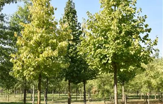 Corylus colurna Corylus colurna