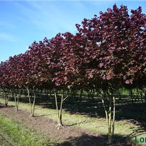 Corylus maxima 'Purpurea'
