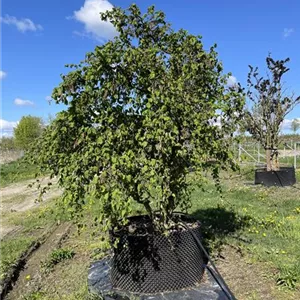 Corylus av.'Contorta'