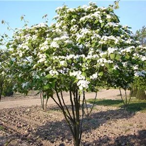 Crataegus coccinea Crataegus coccinea
