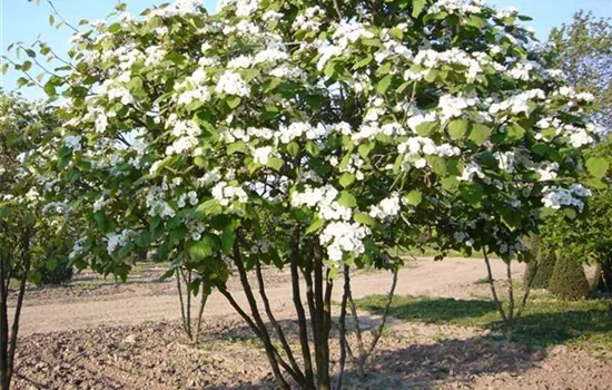Crataegus coccinea Crataegus coccinea