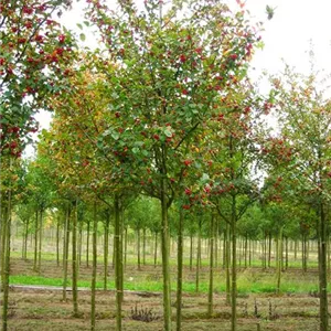 Crataegus crus-galli
