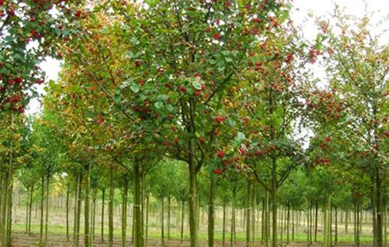 Crataegus crus-galli Crataegus crus-galli