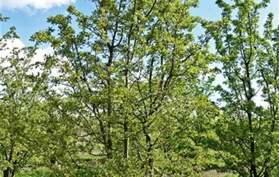 Crataegus laevigata Crataegus laevigata