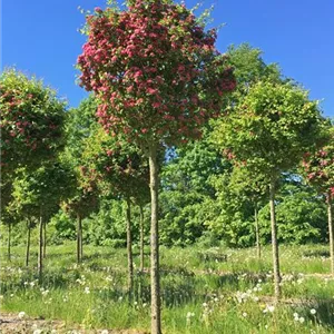 Crataegus laevigata 'Paul's Scarlet' Crataegus laevigata 'Paul's Scarlet'