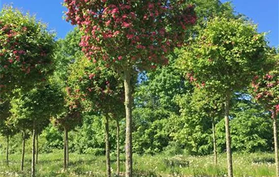Crataegus laevigata 'Paul's Scarlet' Crataegus laevigata 'Paul's Scarlet'