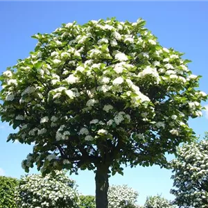 Crataegus lavallei 'Carrierei' Crataegus lavallei 'Carrierei'