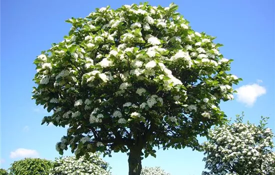 Crataegus lavallei 'Carrierei'