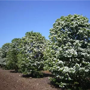 Crataegus monogyna
