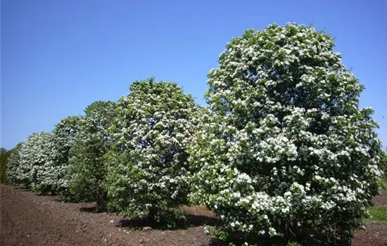 Crataegus monogyna